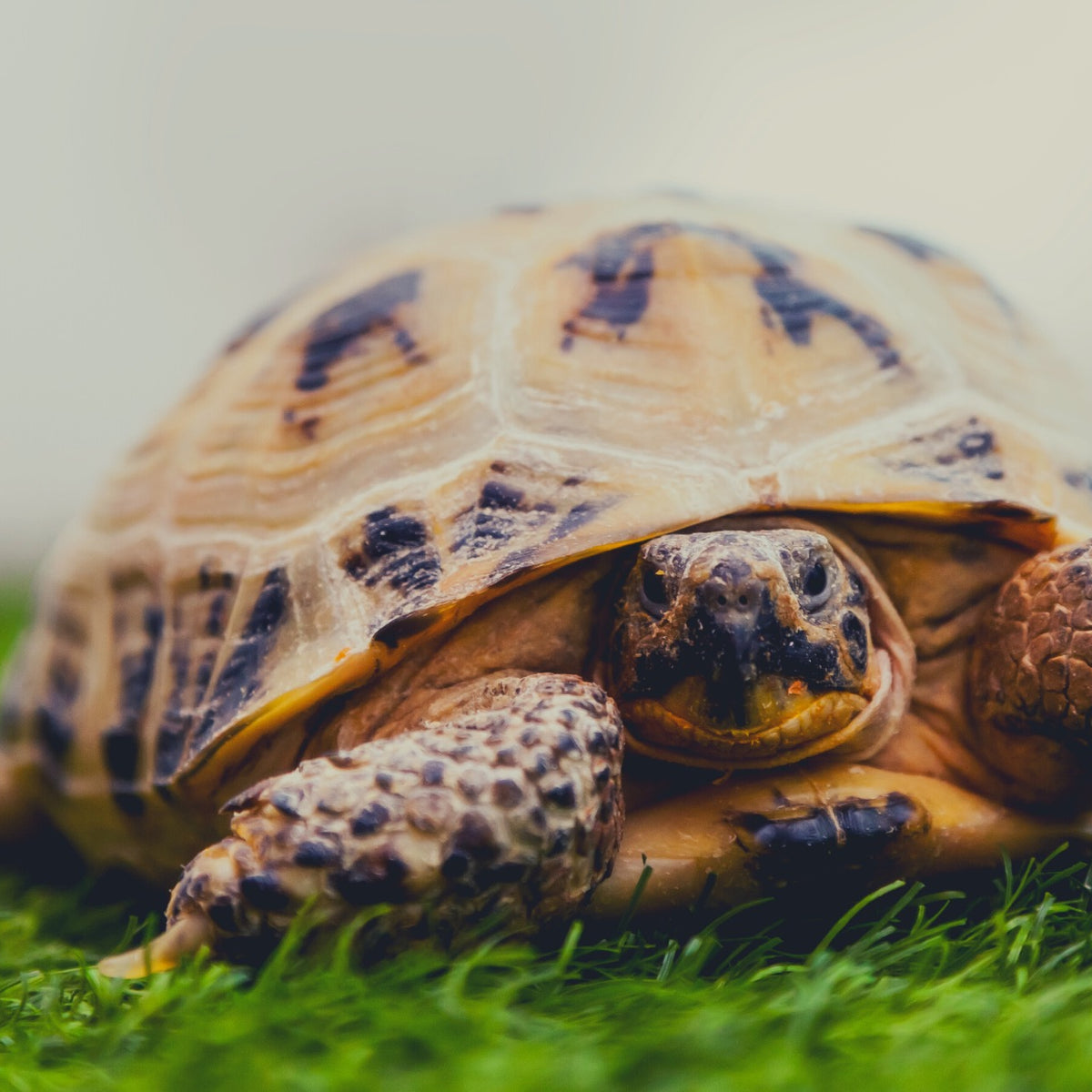 How Do You 3D Print A Tortoise Shell? – 3DChimera
