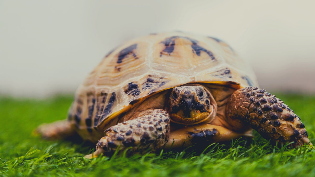 How Do You 3D Print A Tortoise Shell? – 3DChimera